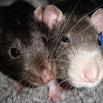 Two male rats for rehoming. (Cage and Accs)
