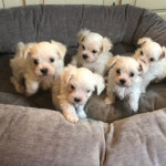 Exceptional Maltese Puppies Looking For Loving Home