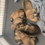 German shepherd x husky pups 