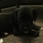 Stunning boxador puppies