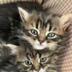 Only 1 left of 3 half persian and bengal kittens