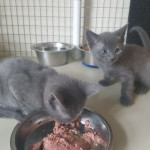 Beautiful Russian Blue Kittens Ready For Sale!