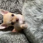 Pedigree Chihuahua Puppies, Ready For New Home