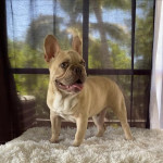 French bulldog