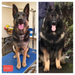 Buetiful german shepherd puppies 