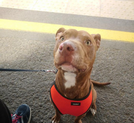 Mypetzilla | Pets, Dogs For Sale Near Me | Puppies, Dogs ...