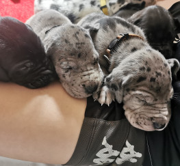 Pets  - Great dane puppies