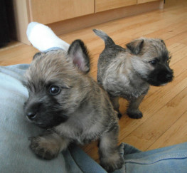 Pets  - Excellent Pedigree Cairn Terrier Puppies