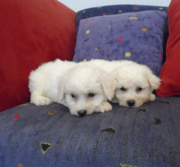 Pets  - Beautiful Bichon Frise Puppies