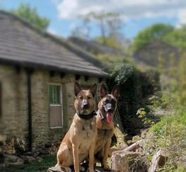 Pets  - Belgian Malinois Puppies Lancashire