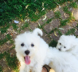 Pets  - home reared potty trained  Coton De Tulear Dog puppies