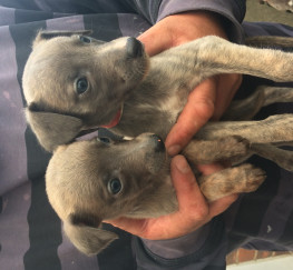 Pets  - Whippet puppies for sale 