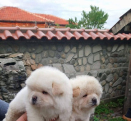 Pets  - Chow Chows Puppies