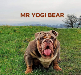 Pets  - MR YOGI BEAR AVAILABLE FOR STUD