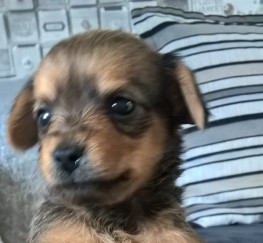 Pets  - Chorkie Puppies for sale