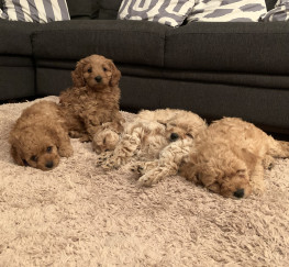 Pets  - 5 Gorgeous Cavapoo puppies for sale