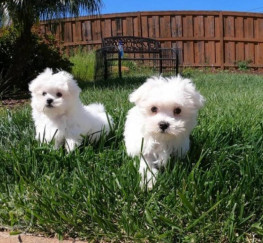 Pets  - Maltese Puppies For Sale.whatsapp me at: +447418348600 