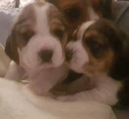 Pets  - KC registered beagle pups