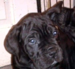Pets  - Cane corso puppies for sale 