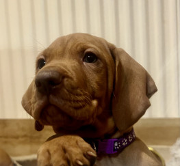 Pets  - KC registered Hungarian Vizsla puppies 
