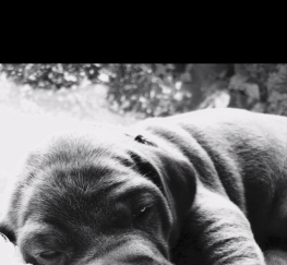 Pets  - KC Reg Blue Weimaraner Puppies by Assured Breeder