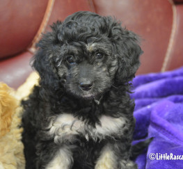 Pets  - Cavapoo puppies for sale