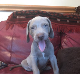 Pets  - Gorgeous Weimaraner puppies