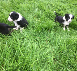 Pets  - Border Collie Puppies ready for homes