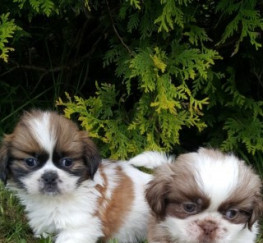Pets  - Cute Shih Tzu Puppies For Sale