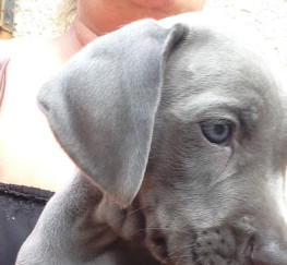 Pets  - Weimaraner Puppies for sale