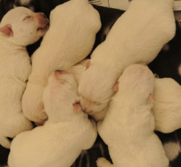 Pets  - westhighlandwhite terriers