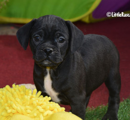 Pets  - Puggle Puppies for sale