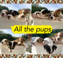 Pets  - FUN, CUTE & PLAYFUL JACK RUSSELL PUPPIES FOR SALE