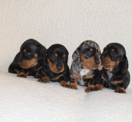 Pets  - Gorgeous mini Dachshund puppies ready for reservation!