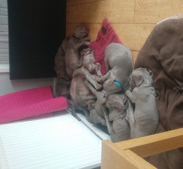 Pets  - Gorgeous 7 week old weimeraner puppies