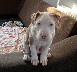 Pets  - American Bulldog x American Bully