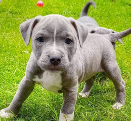 Pets  - Blue Staff Bull Terriers Puppies For Sale