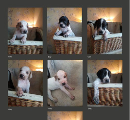Pets  - KC Registered English Pointer Puppies