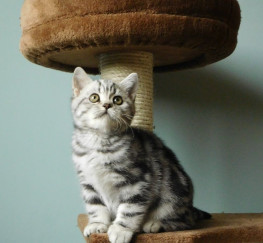 Pets for Adoption - Silver Tabby British short Hair Kittens
