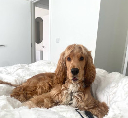 Pets  - 18 month old Show Cocker Spaniel looking for a new home