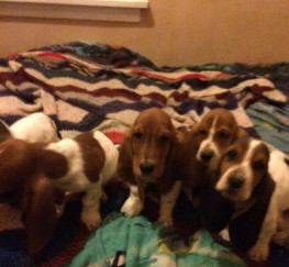 Pets  - Beautiful Basset Hound Puppies