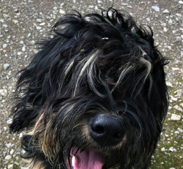 Pets  - Portuguese Sheepdog Puppy