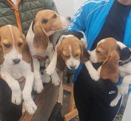 Pets  - Beagle pups for sale