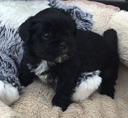 Pets  - Gorgeous pedigree Lhasa Apso Puppies . Excellent quality  