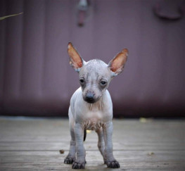Pets  - MINIATURE MEXICAN HAIRLESS AND COATED PUPPIES FOR 