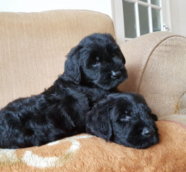 Pets  - Giant Schnauzer puppies for sale