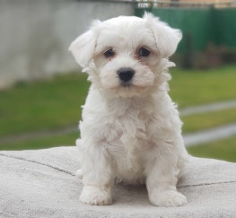 Pets  - Good looking Maltese Puppies Available