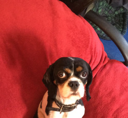 Pets  - Cavalier king Charles spaniel, goes by the name Charlie, £450, COLLECTION ONLY, Stunning little bouncy boy, great with children, just lovable, doting an caring, unfortunately for me I am disabled an can no longer have him, any person is welcome to come se