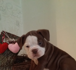 Pets  - Adorable old tyme bulldogs puppies for sale