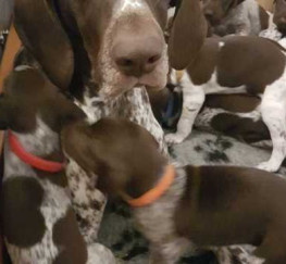 Pets  - KC REGISTERED GSP GERMAN SHORTHAIRED POINTER PUPPIES